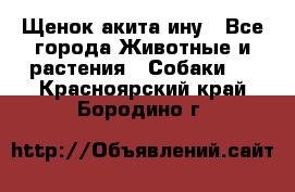 Щенок акита ину - Все города Животные и растения » Собаки   . Красноярский край,Бородино г.